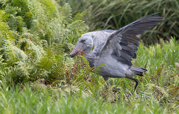 Shoebill (Balaeniceps rex)