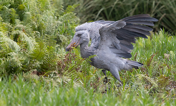 Shoebill (Balaeniceps rex)