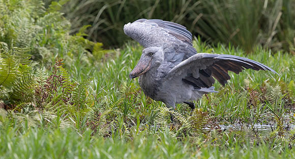 Shoebill (Balaeniceps rex)