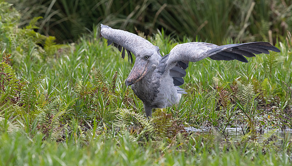 Shoebill (Balaeniceps rex)