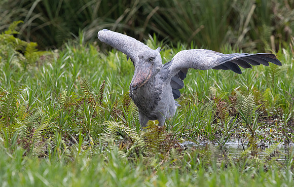Shoebill (Balaeniceps rex)
