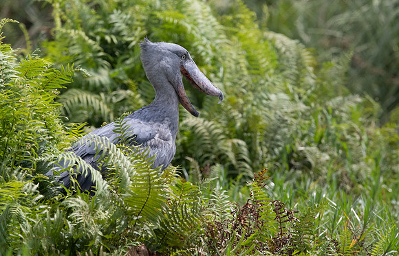 Shoebill (Balaeniceps rex)