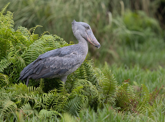 Shoebill (Balaeniceps rex)