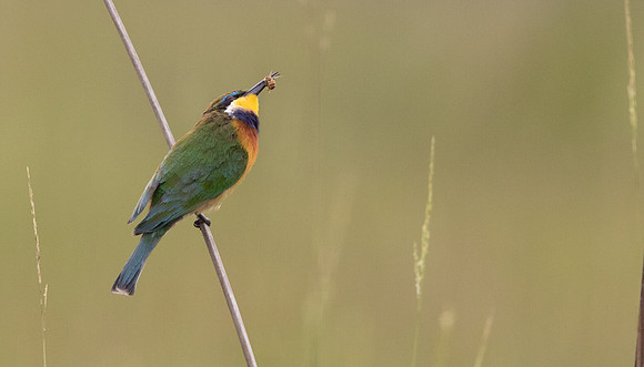 Blue-breasted bee-eater (Merops variegatus)