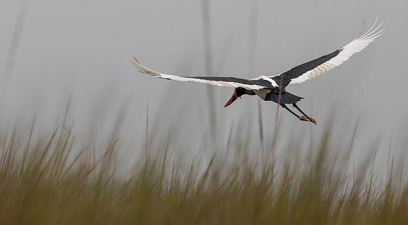 Saddle-billed stork (Ephippiorhynchus senegalensis)