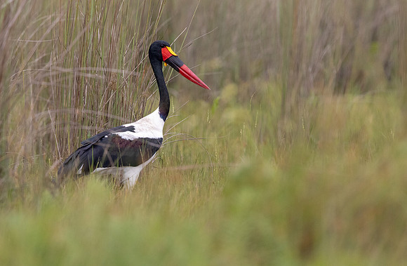 Saddle-billed stork (Ephippiorhynchus senegalensis)