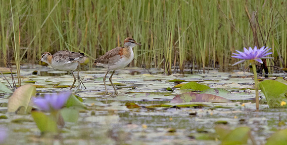 Lesser jacana (Microparra capensis)