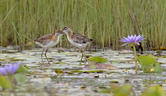 Lesser jacana (Microparra capensis)