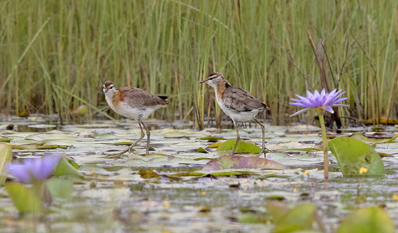 Lesser jacana (Microparra capensis)