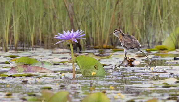Lesser jacana (Microparra capensis)