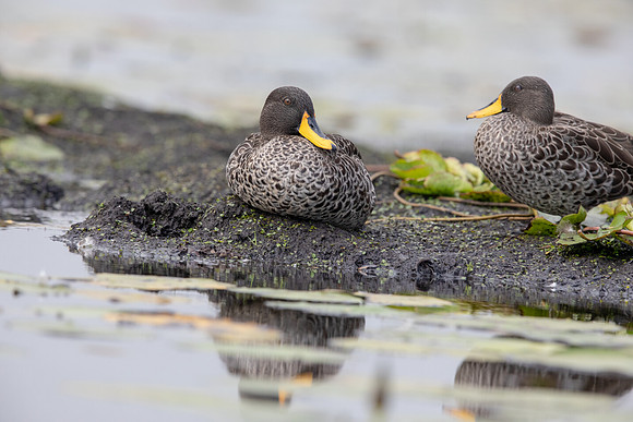 Yellow-billed duck (Anas undulata)