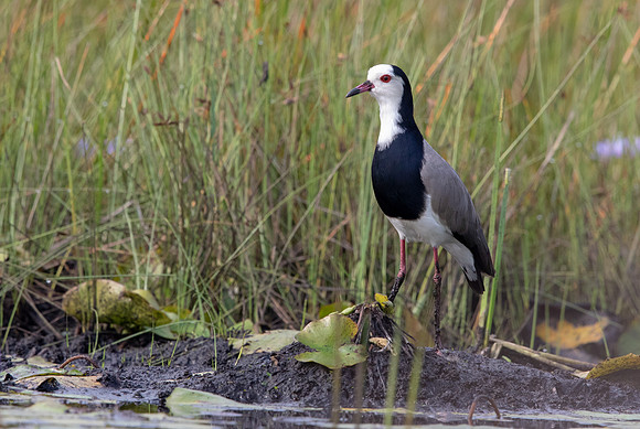 Long-toed lapwing (Vanellus crassirostris)