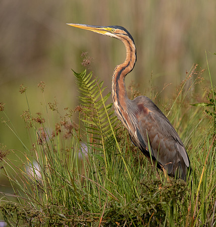 Purple heron (Ardea purpurea)