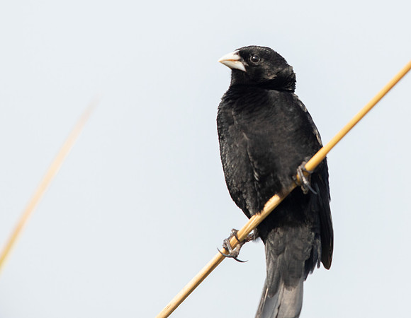Fan-tailed widowbird (Euplectes axillaris)