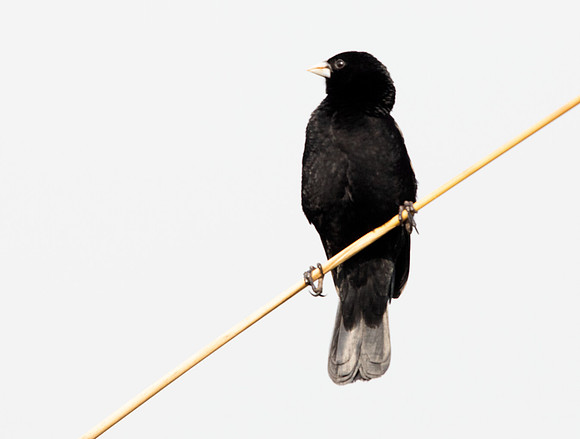 Fan-tailed widowbird (Euplectes axillaris)