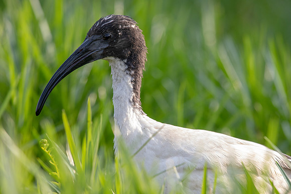 African sacred ibis (Threskiornis aethiopicus)