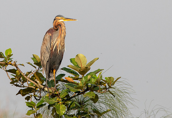 Purple heron (Ardea purpurea)