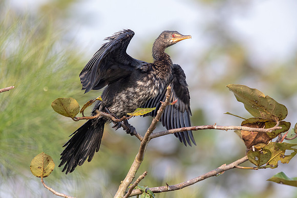 Reed cormorant (Microcarbo africanus)