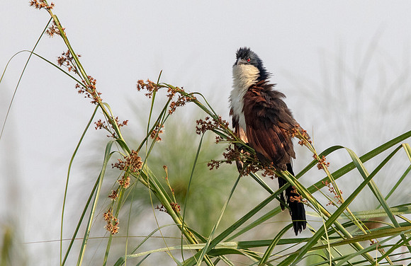 Blue-headed coucal (Centropus monachus)
