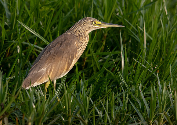 Squacco heron (Ardeola ralloides)