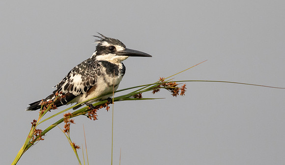 Pied kingfisher (Ceryle rudis)