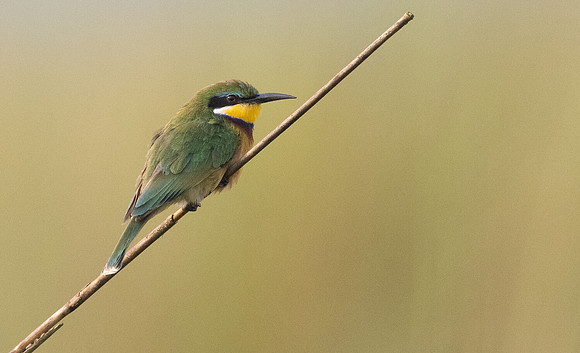 Cinnamon-chested bee-eater (Merops oreobates)