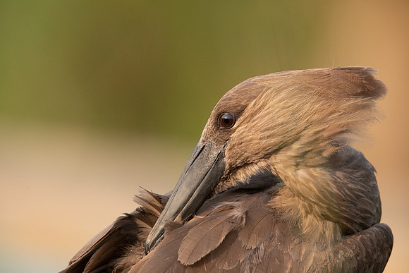 Hamerkop (Scopus umbretta)