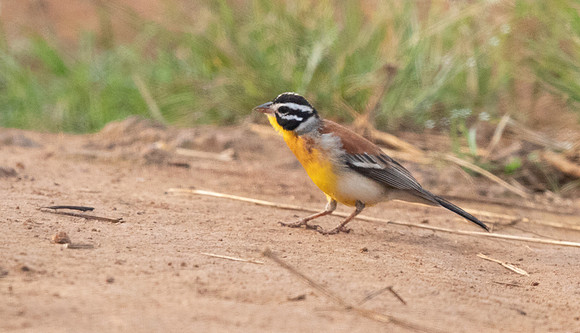 Golden-breasted bunting (Emberiza flaviventris)