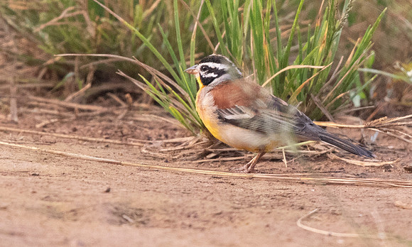 Golden-breasted bunting (Emberiza flaviventris)