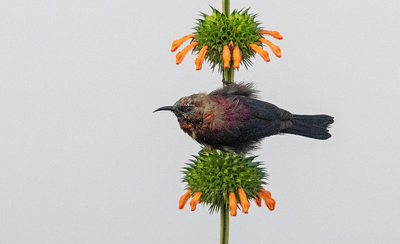 Copper sunbird (Cinnyris cupreus)