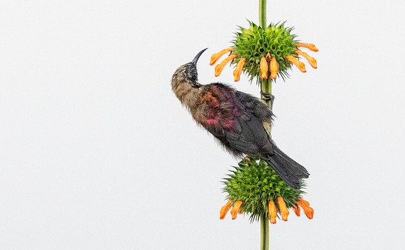 Copper sunbird (Cinnyris cupreus)