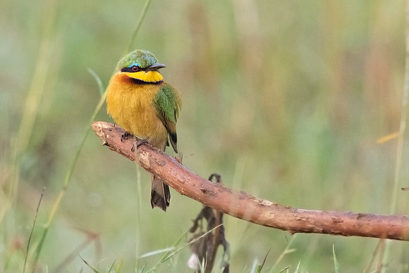 Little bee-eater (Merops pusillus)