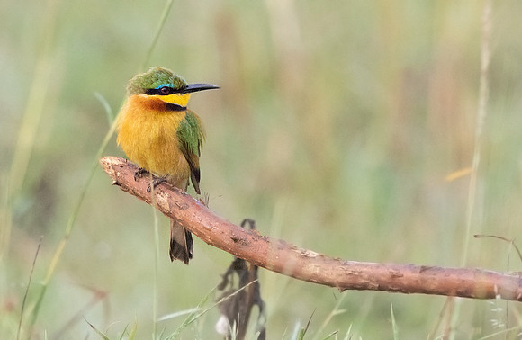 Little bee-eater (Merops pusillus)