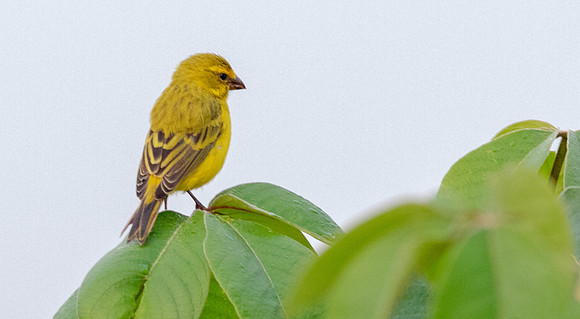 Brimstone canary (Crithagra sulphuratus)
