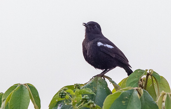 Sooty chat (Myrmecocichla nigra)