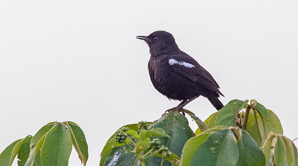 Sooty chat (Myrmecocichla nigra)