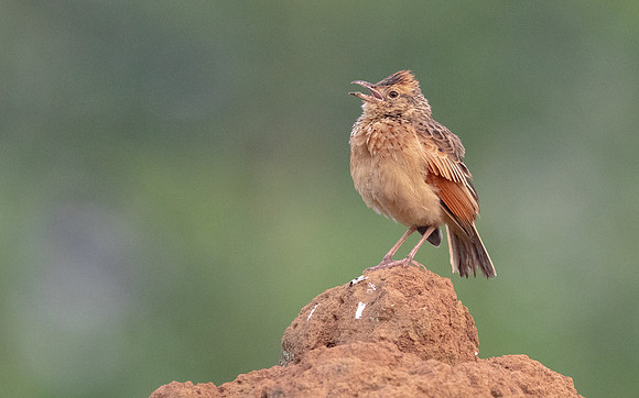 Rufous-naped lark (Mirafra africana)