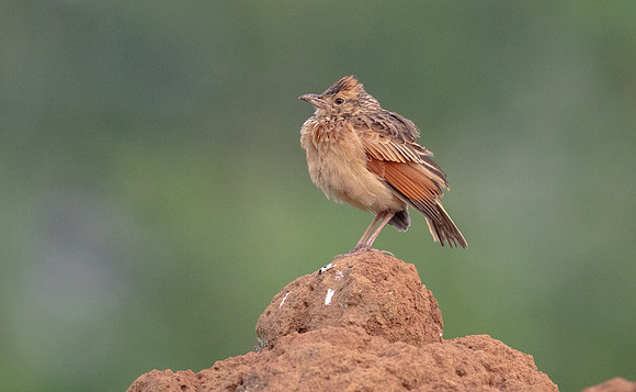 Rufous-naped lark (Mirafra africana)