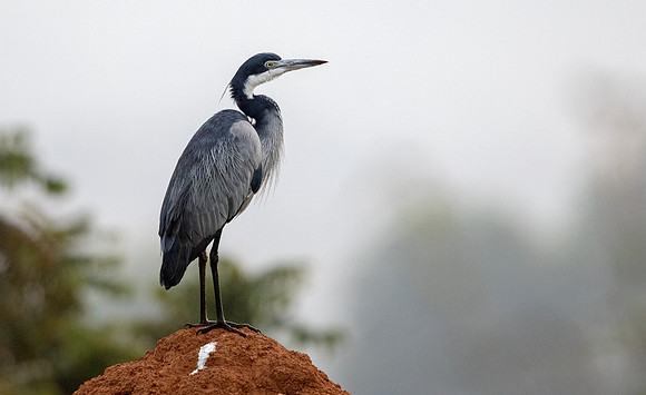 Black-headed heron (Ardea melanocephala)