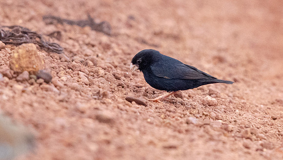 Village indigobird (Vidua chalybeata) Male