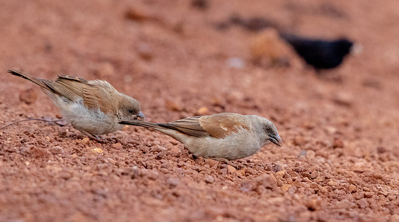 Northern grey-headed sparrow (Passer griseus)