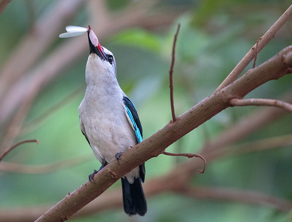 Woodland kingfisher (Halcyon senegalensis)