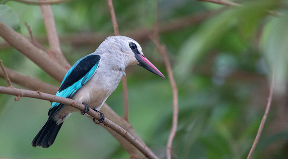 Woodland kingfisher (Halcyon senegalensis)