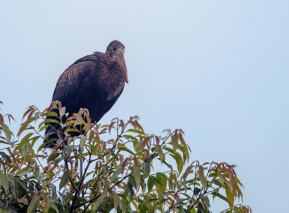 African openbill (Anastomus lamelligerus)
