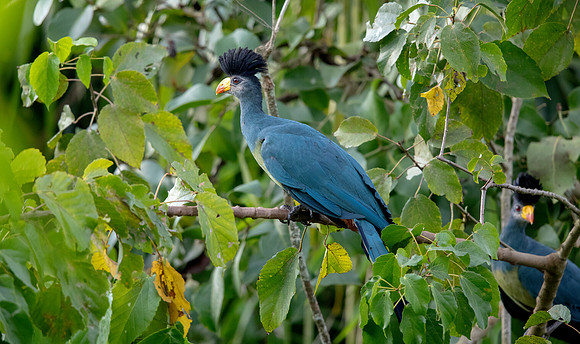 Great blue turaco (Corythaeola cristata)