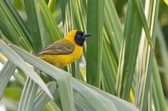 Slender-billed weaver (Ploceus pelzelni)