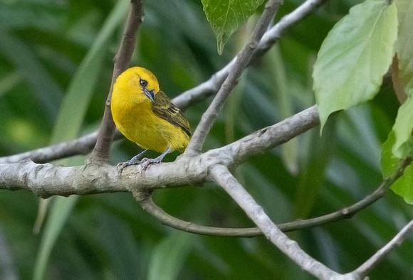 Orange weaver (Ploceus aurantius)