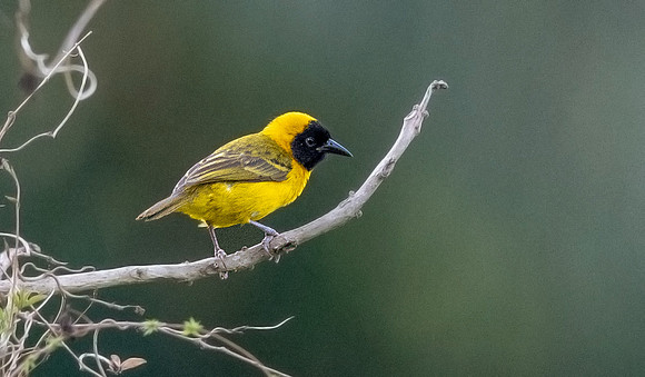 Slender-billed weaver (Ploceus pelzelni)