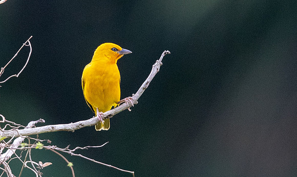 Orange weaver (Ploceus aurantius)