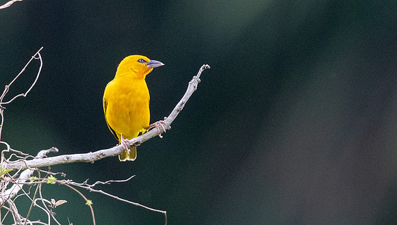 Orange weaver (Ploceus aurantius)